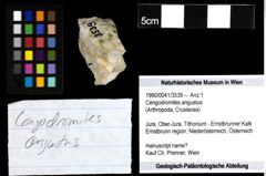 Foto (Objekt + Etiketten) von Cengodromites angustus 